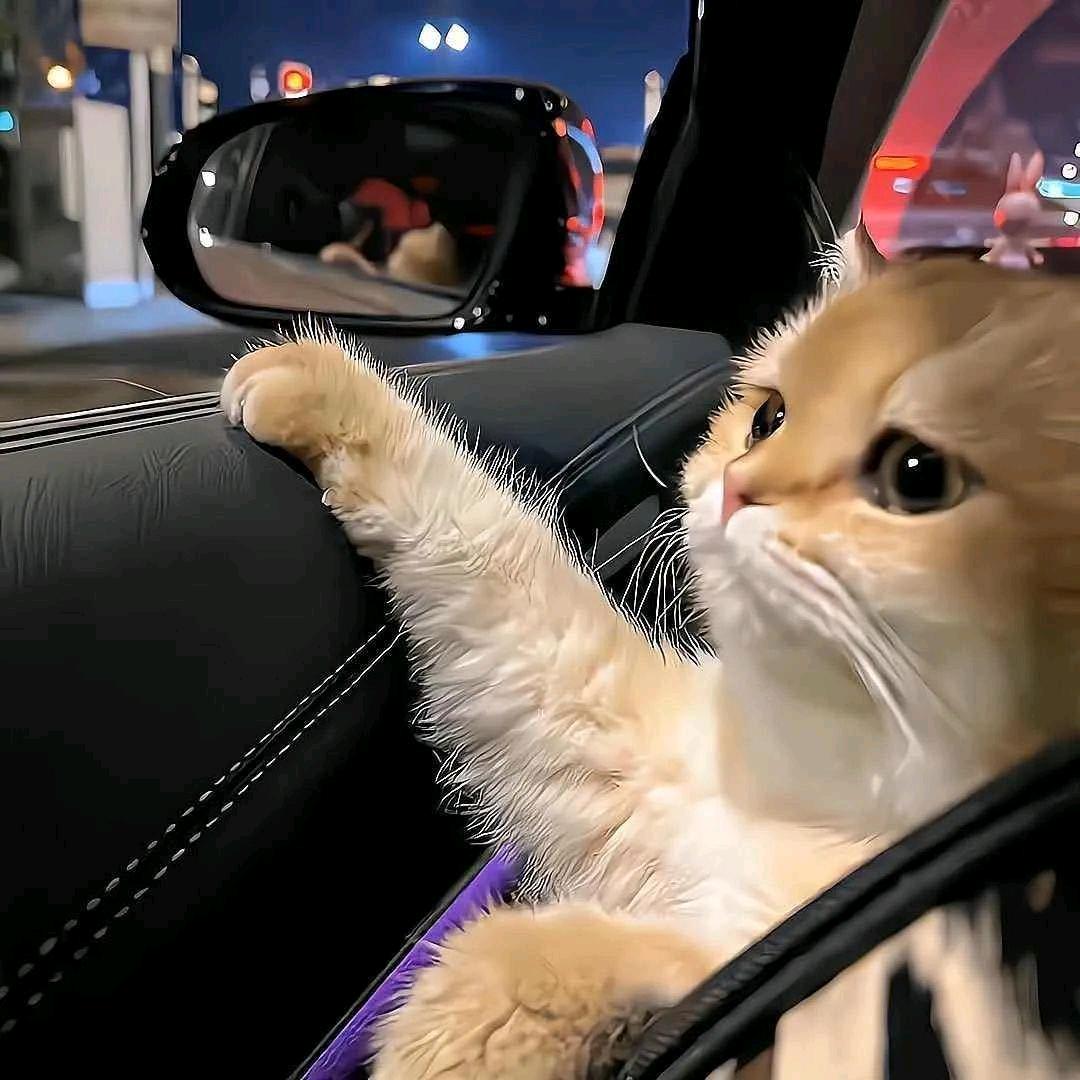 有理想的猫