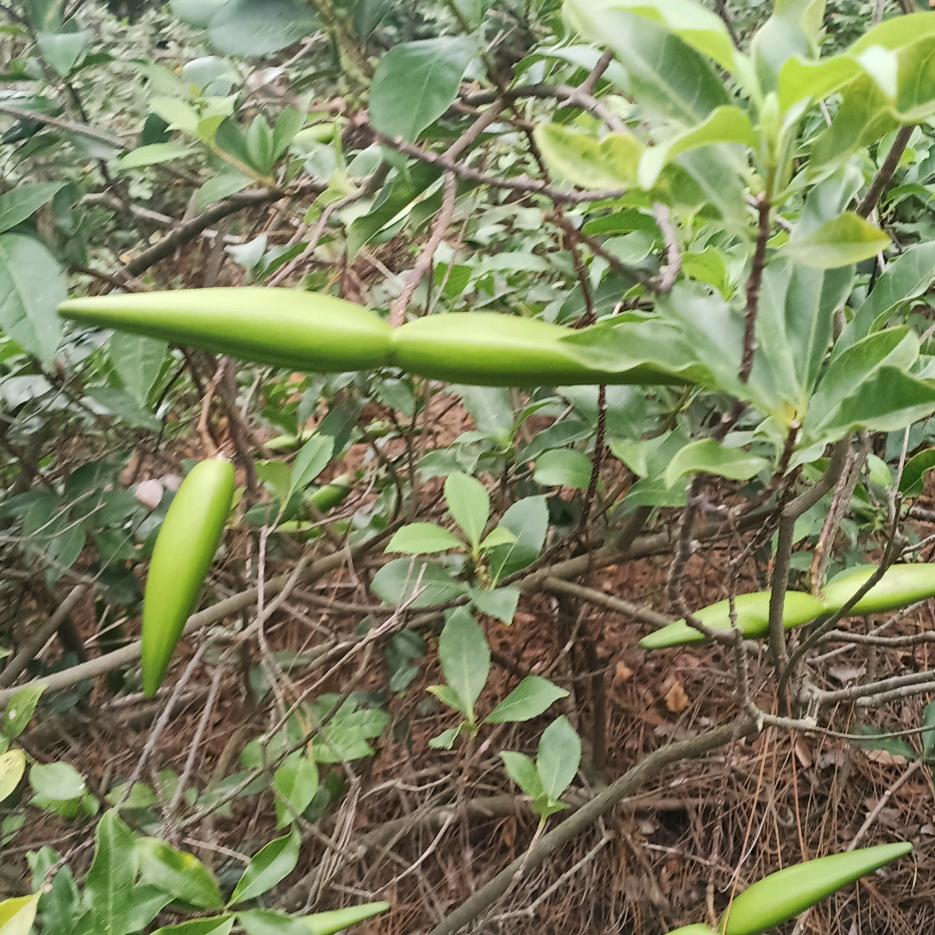 沉默