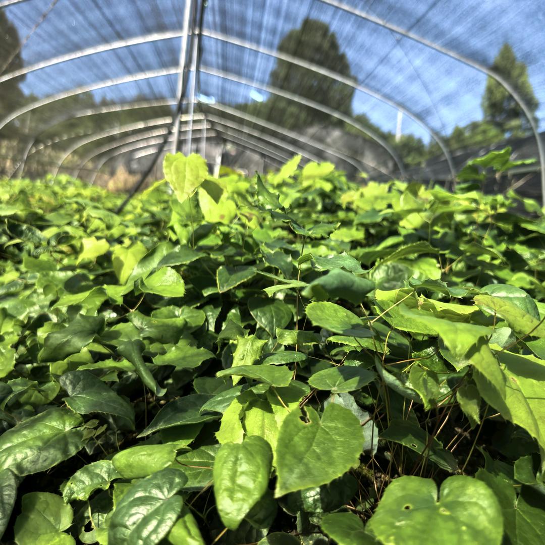 （广元市淫羊藿基地）珍康宝种养殖专业合作