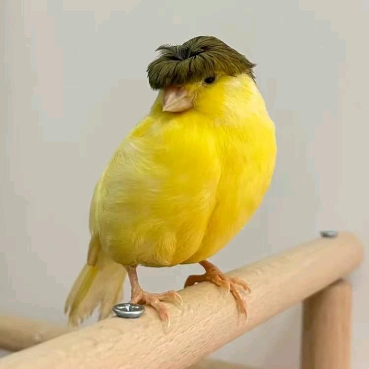 锦江