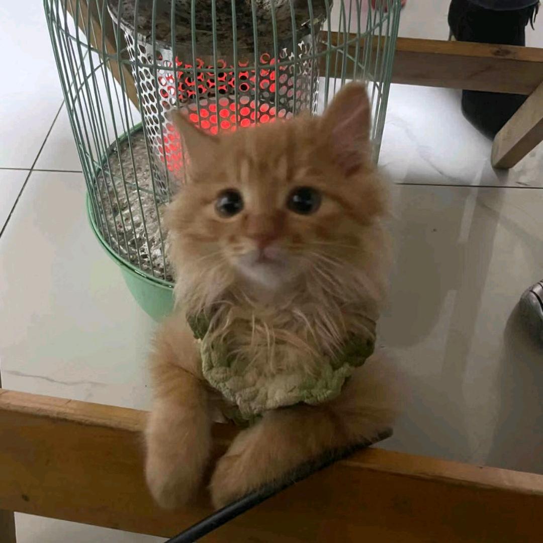 薄巧小程.