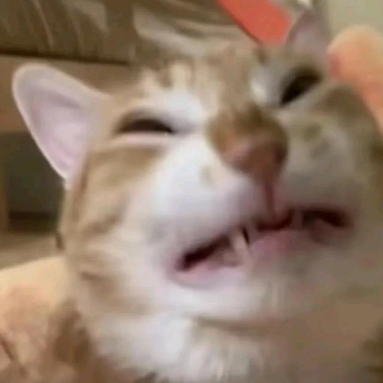 猫删月