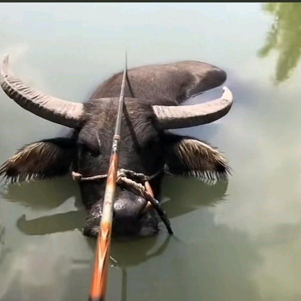 不能让正事耽误钓鱼