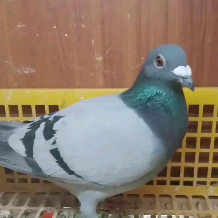 双鹤展翅
