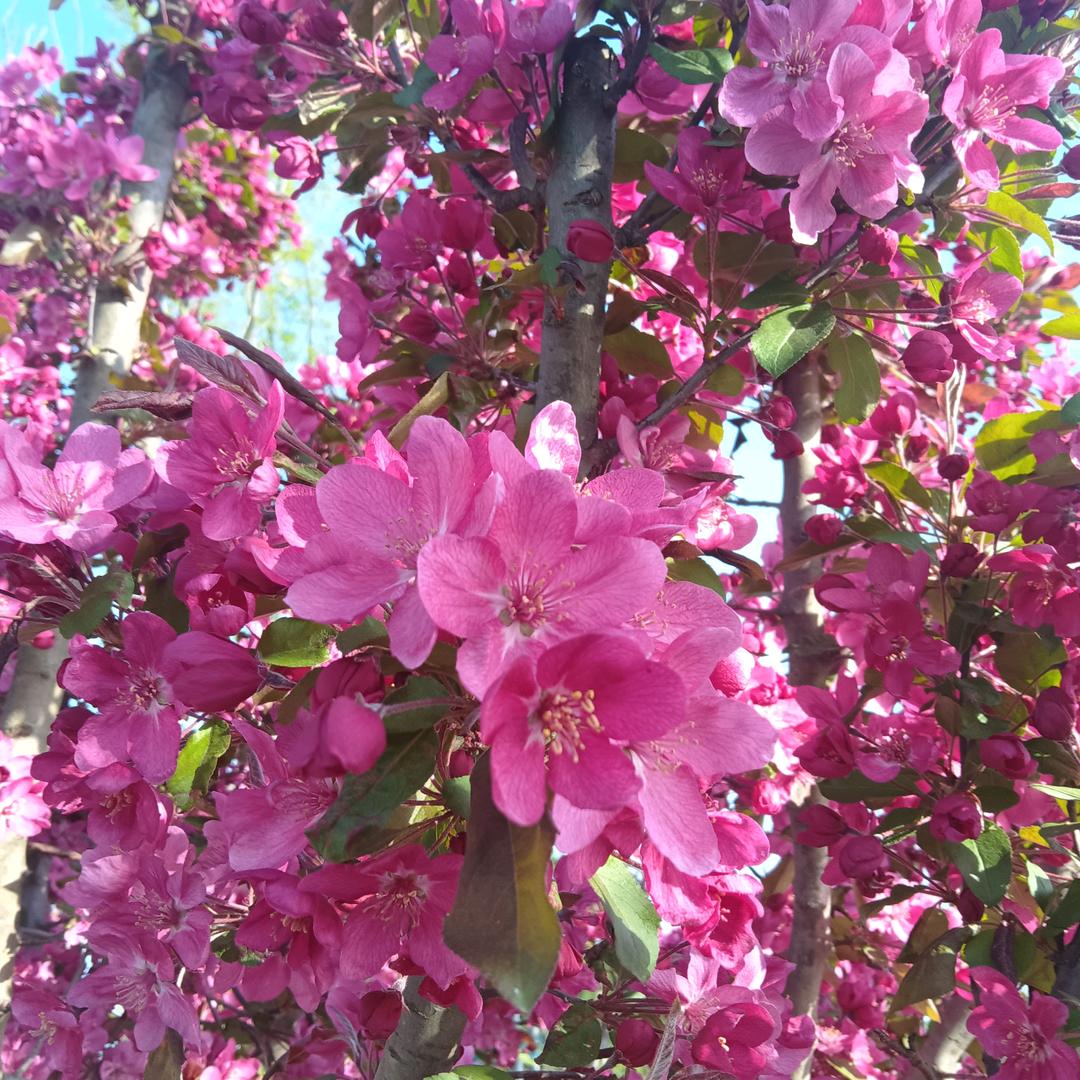 春暖花开