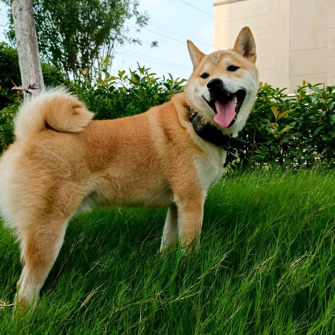 送李一颗晓芹菜