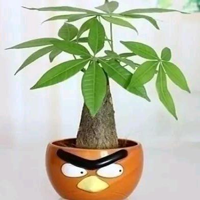 王姐姐萌宠工作室（🐶托尼老阿姨）