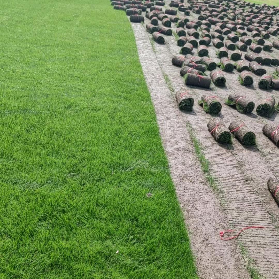 专业草皮绿化销售