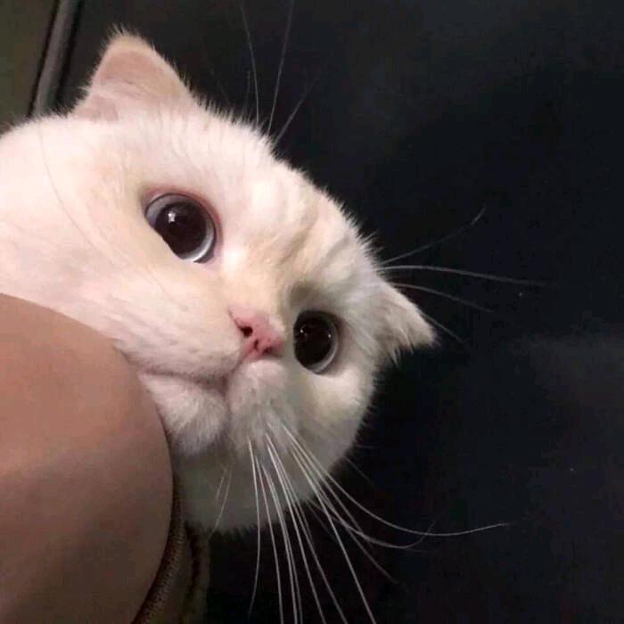 辣辣鱼