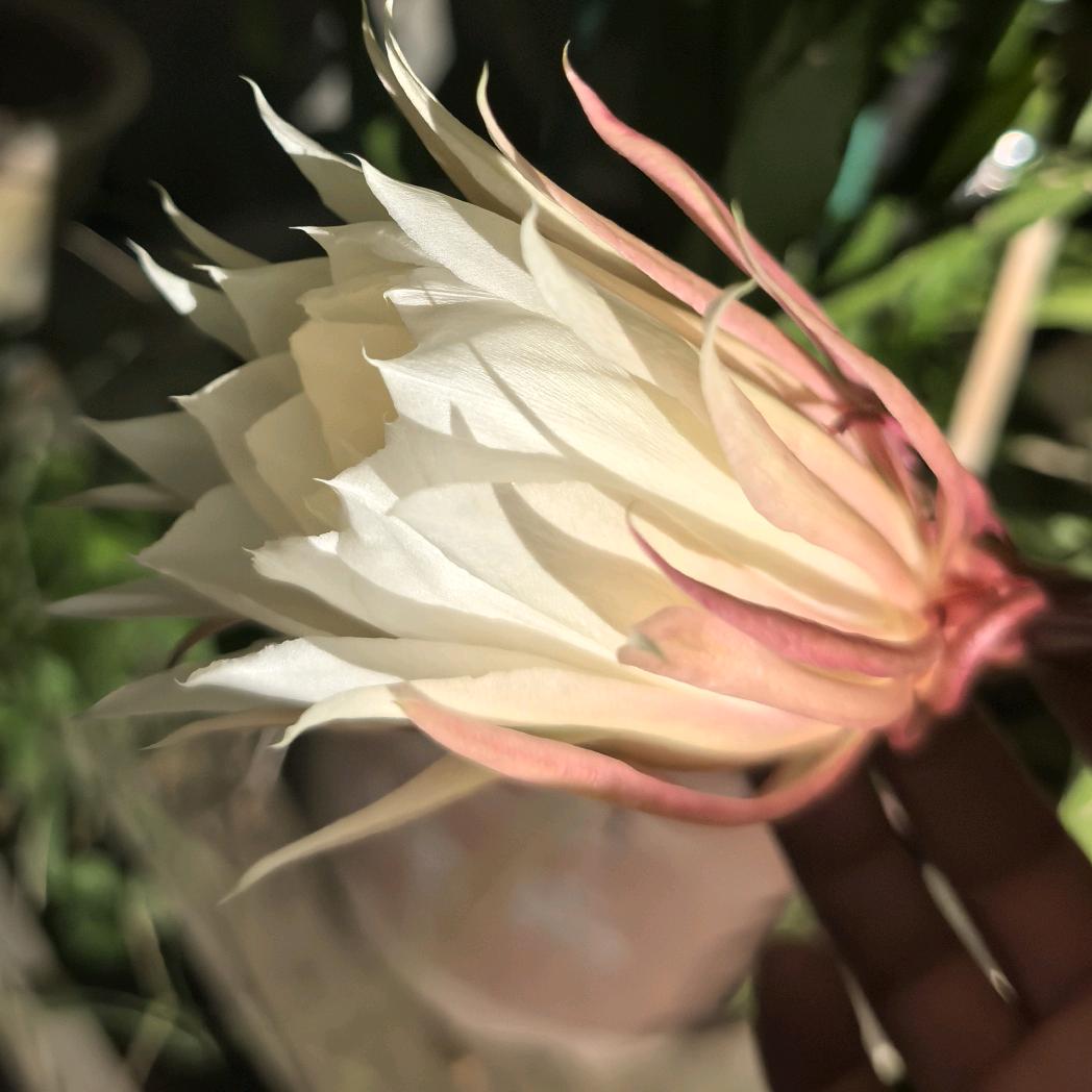 雾里看花