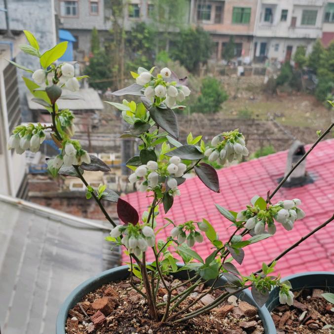 福气满满🍅🍓🫐