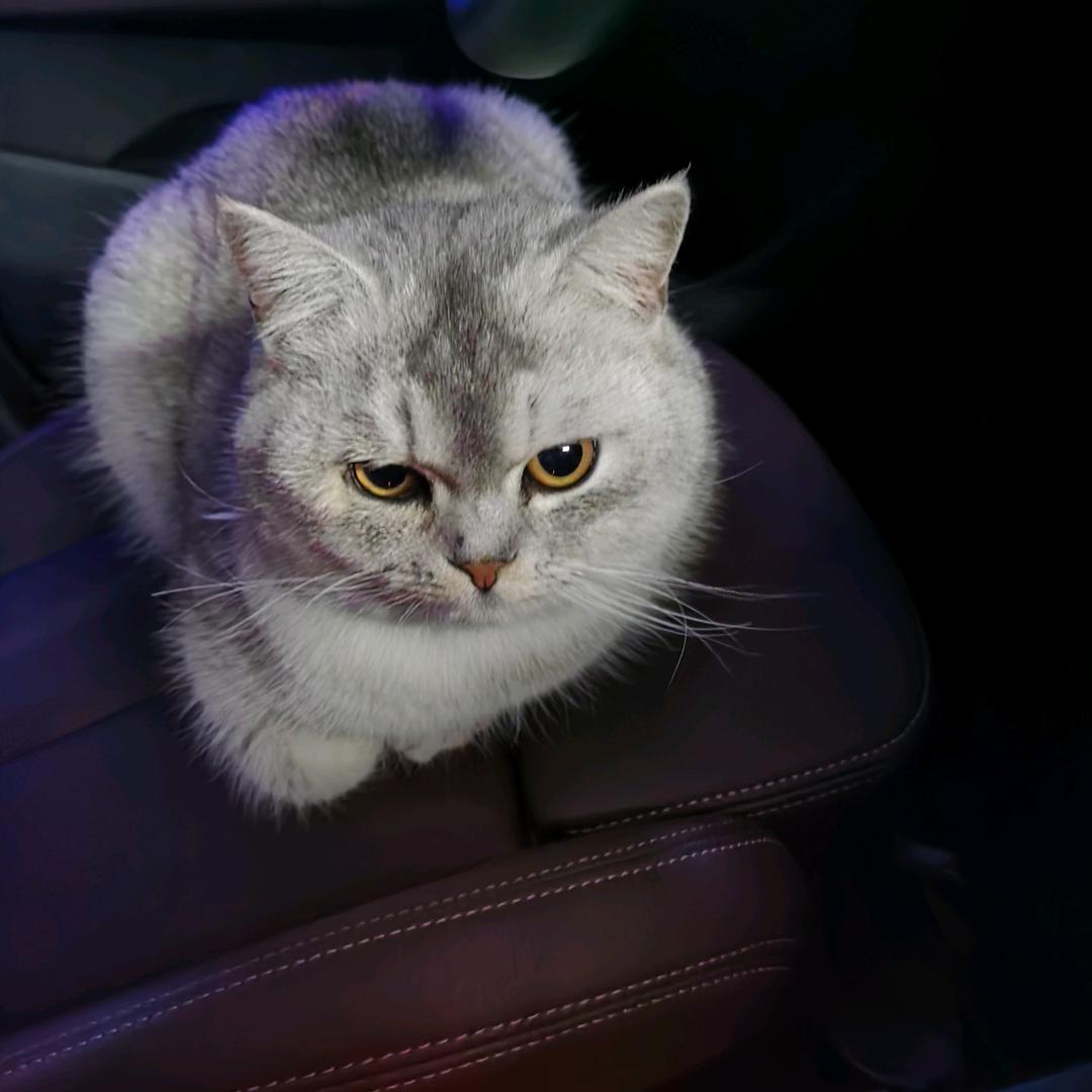 一只招财猫