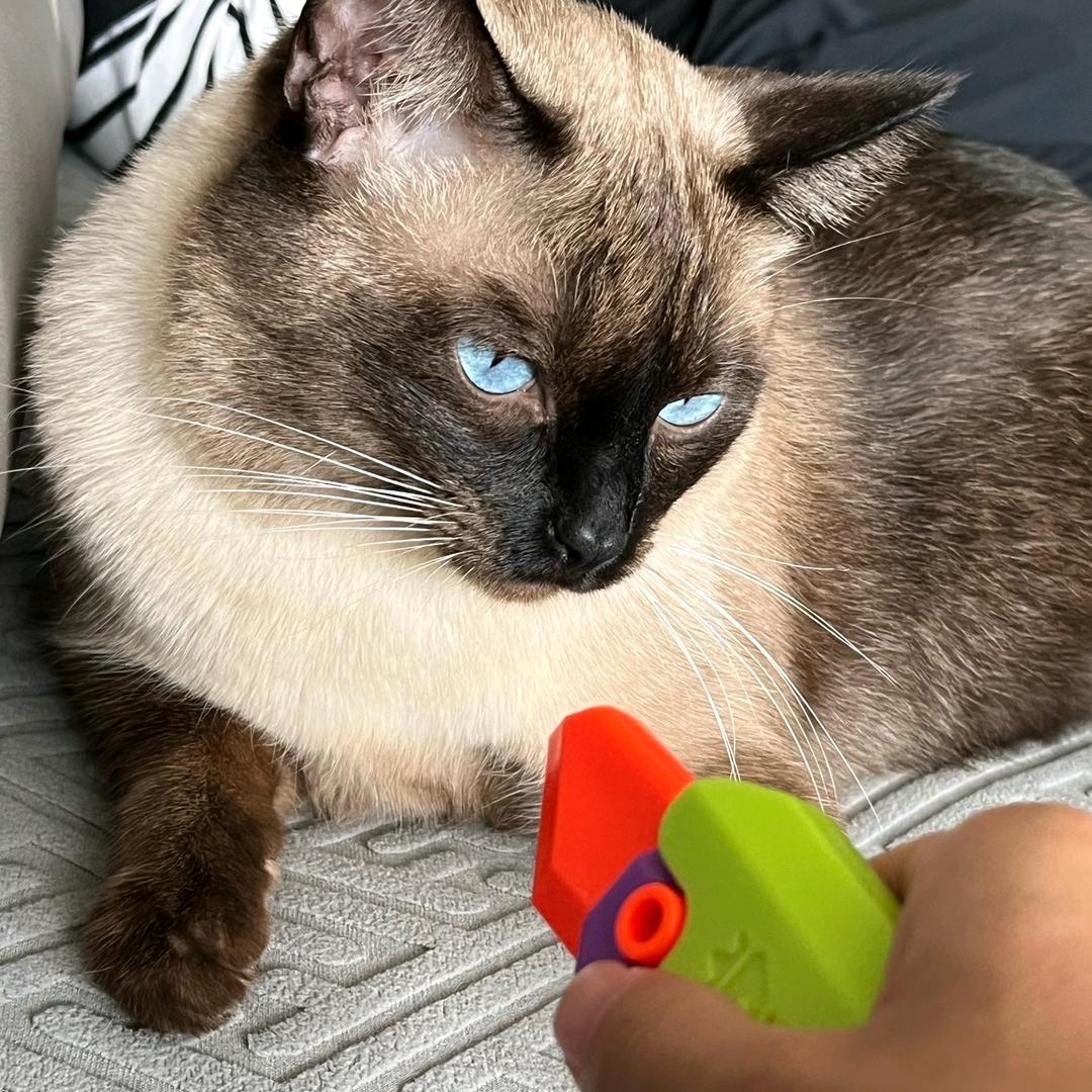 月下橘猫