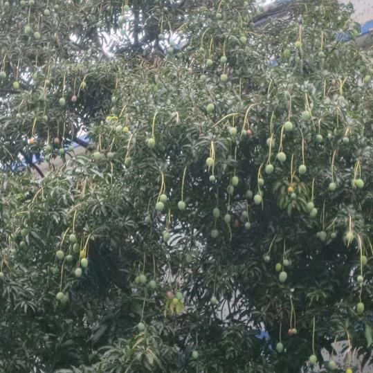 芒果🥭