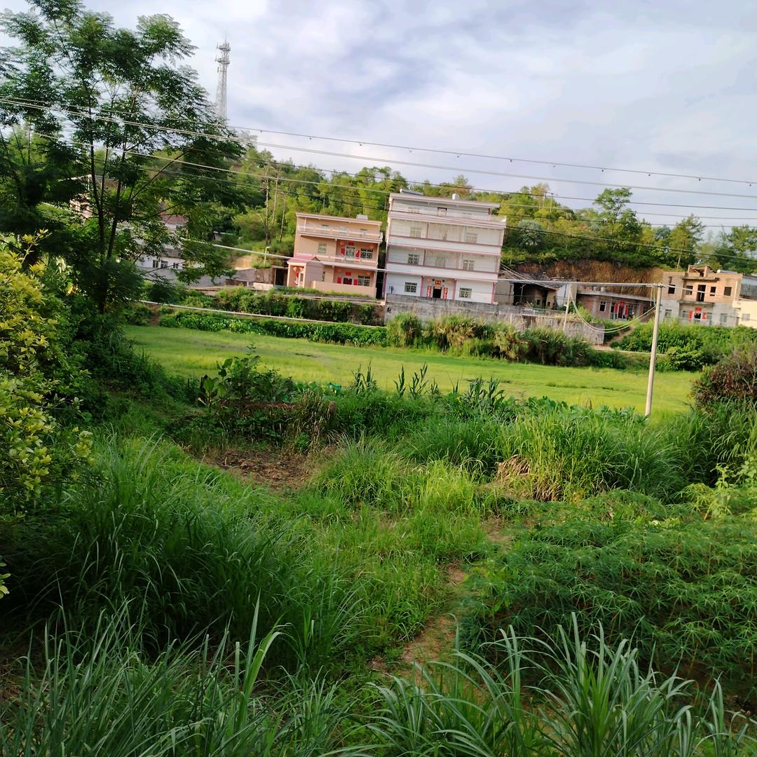 吴