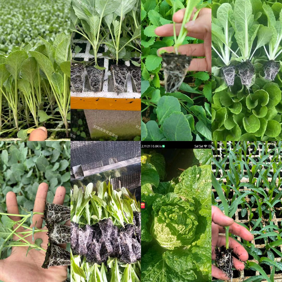 通海县鑫旺蔬菜育苗
