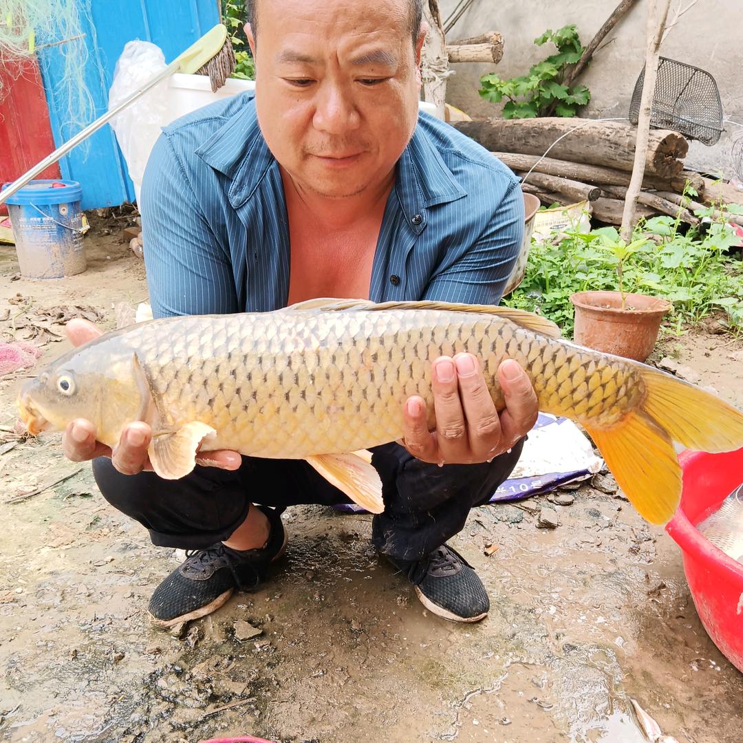 封丘县鲁岗镇白店村高密度回锅