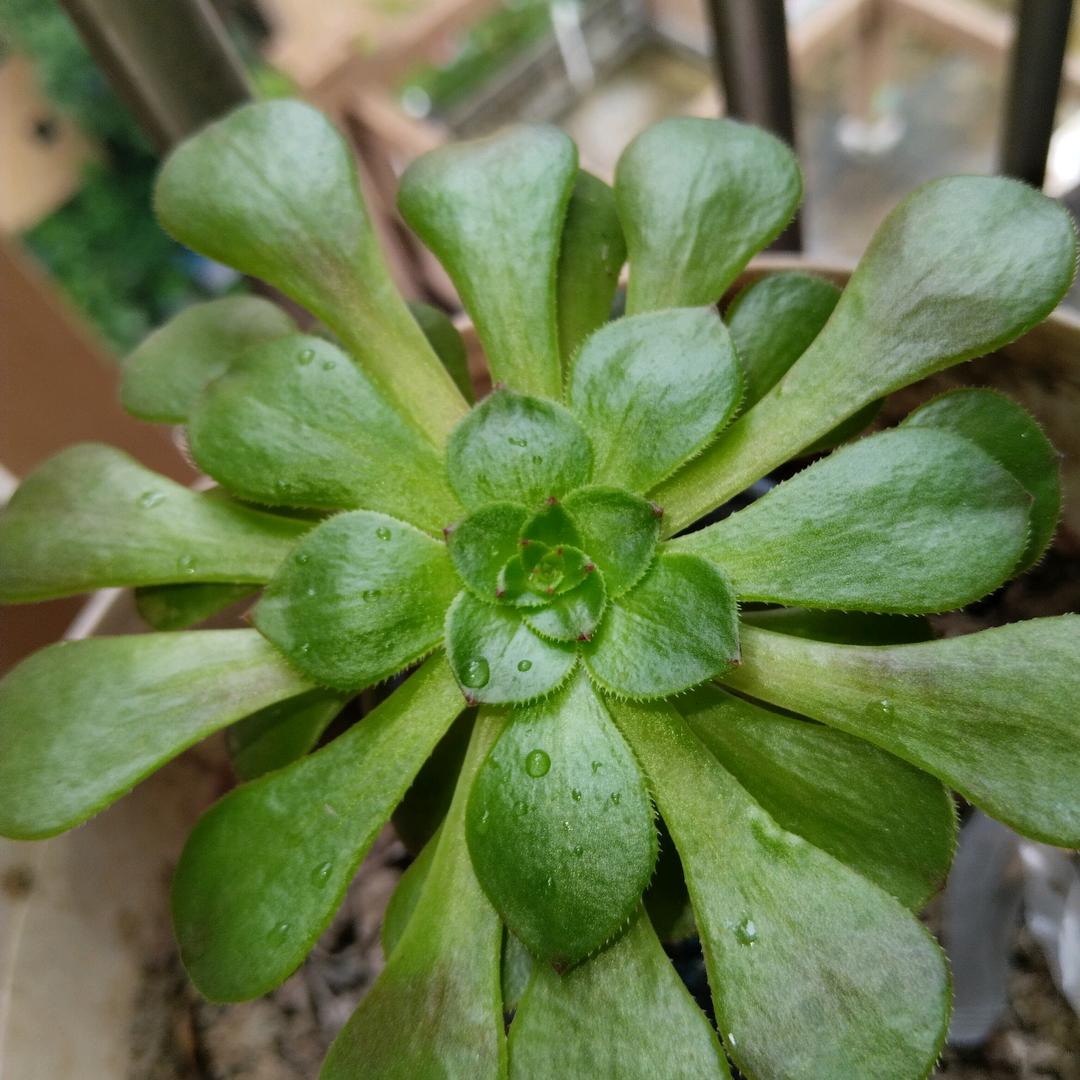 没有网罗