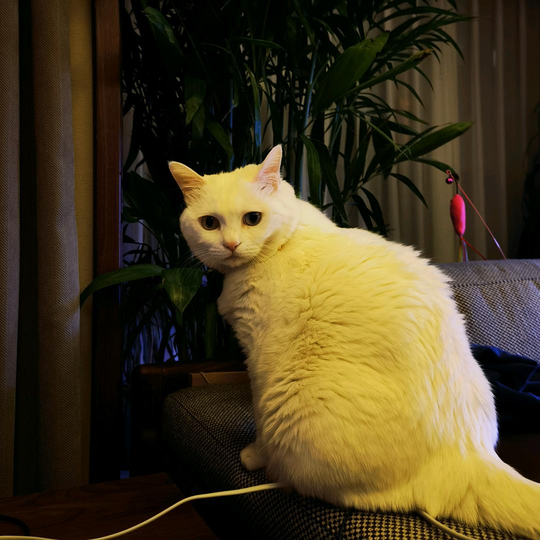 张大猫