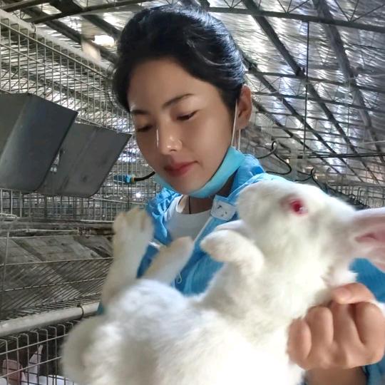 养兔人 菲菲