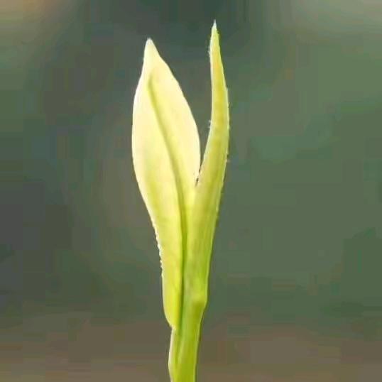 茗旺涛白茶