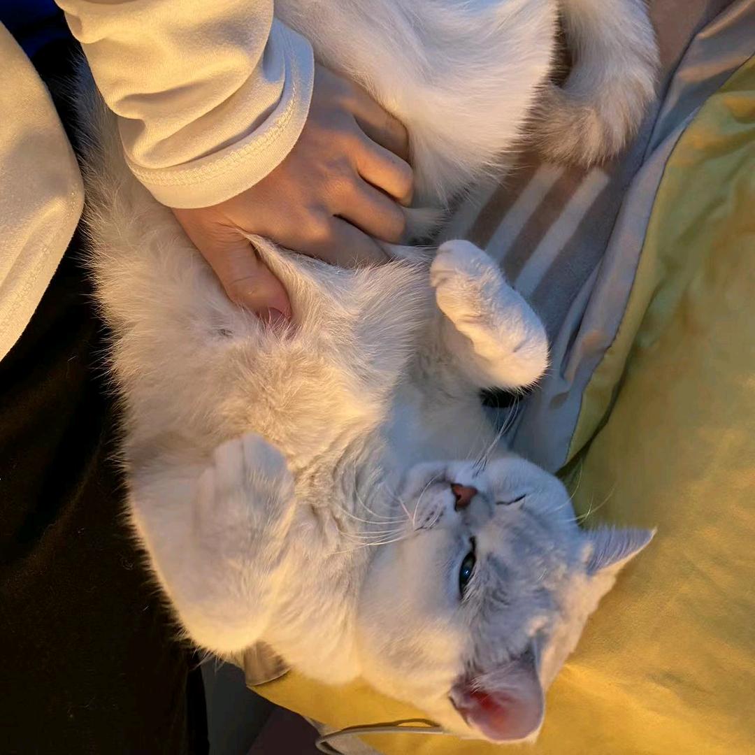 ە 懂事长