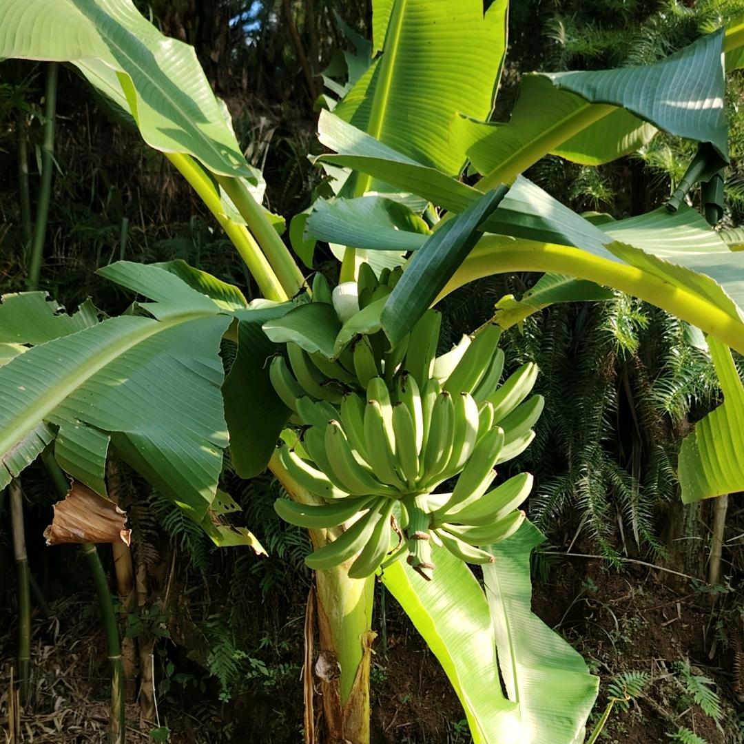 农村根哥