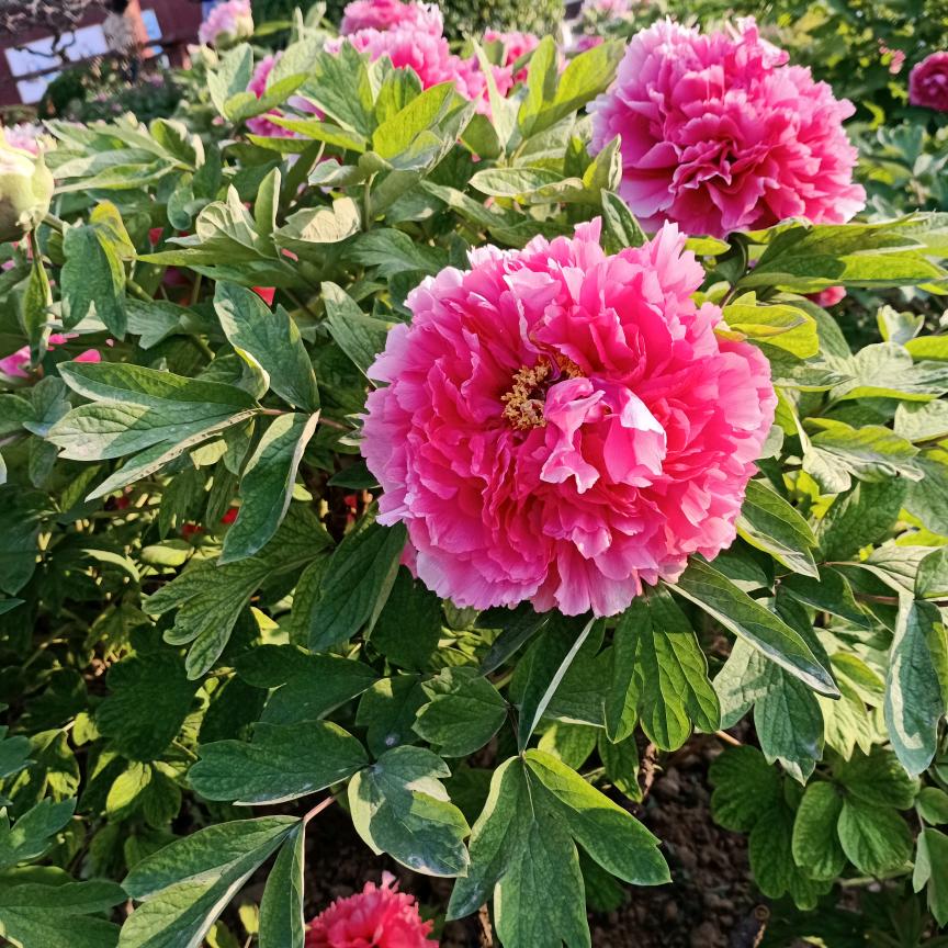 绽放明天