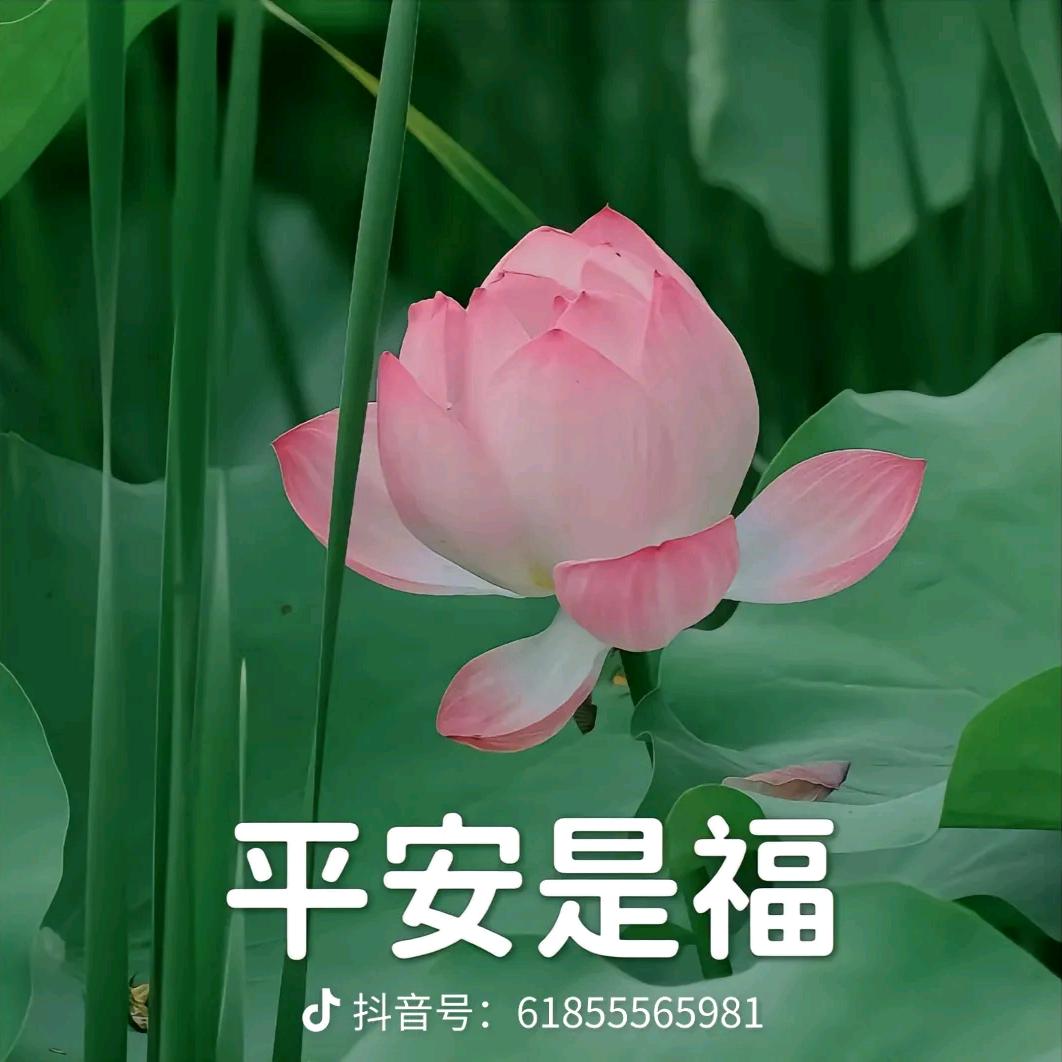 白衬衫