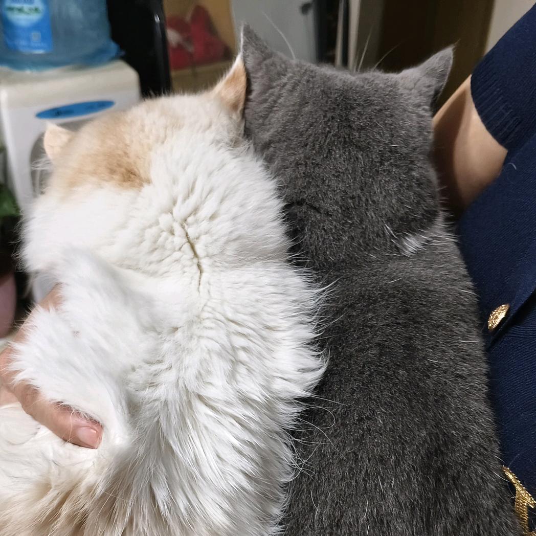哦豁
