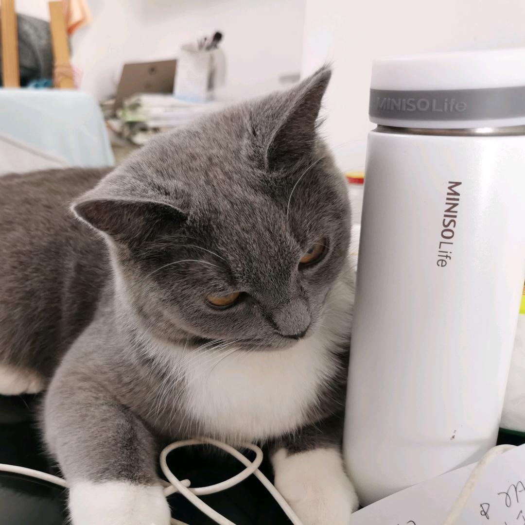 MiaoWu