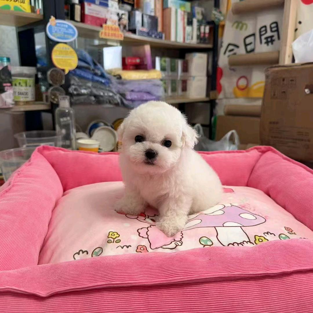 菜菜🌸