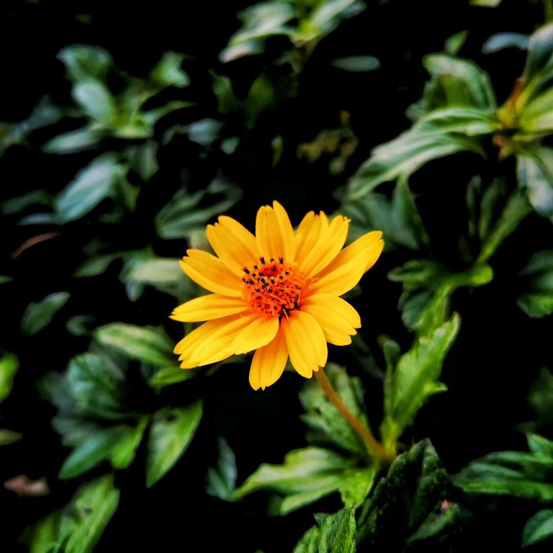 我是天地一沙鸥