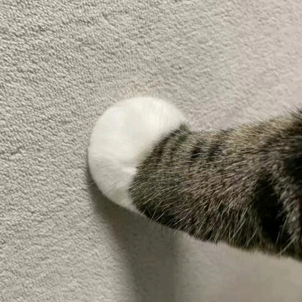 奶糖和小浣熊（数码行业版）