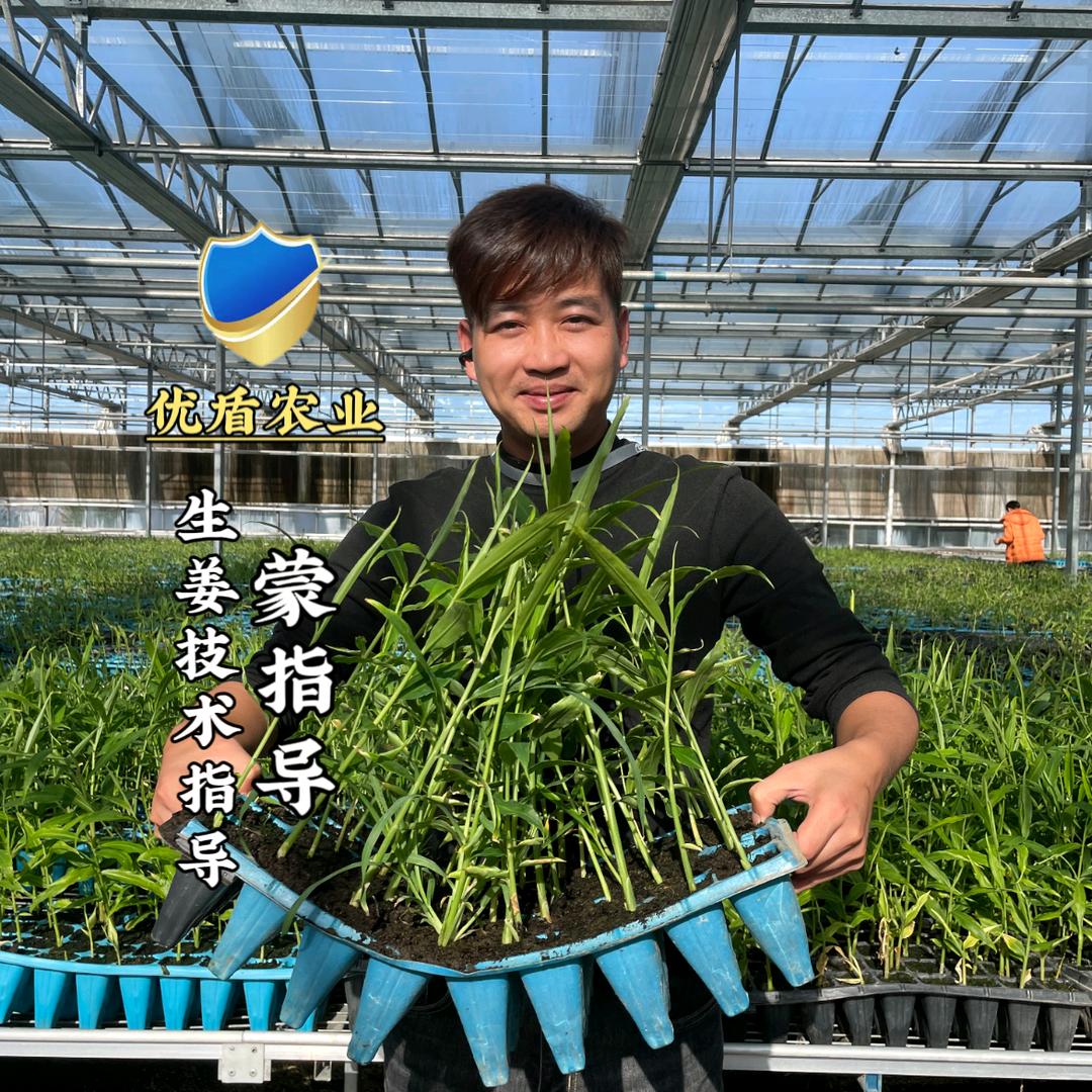优盾农业-无菌高产姜苗小蒙