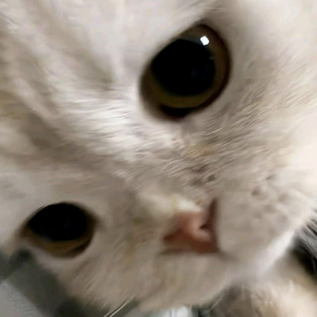 天天开心ovo