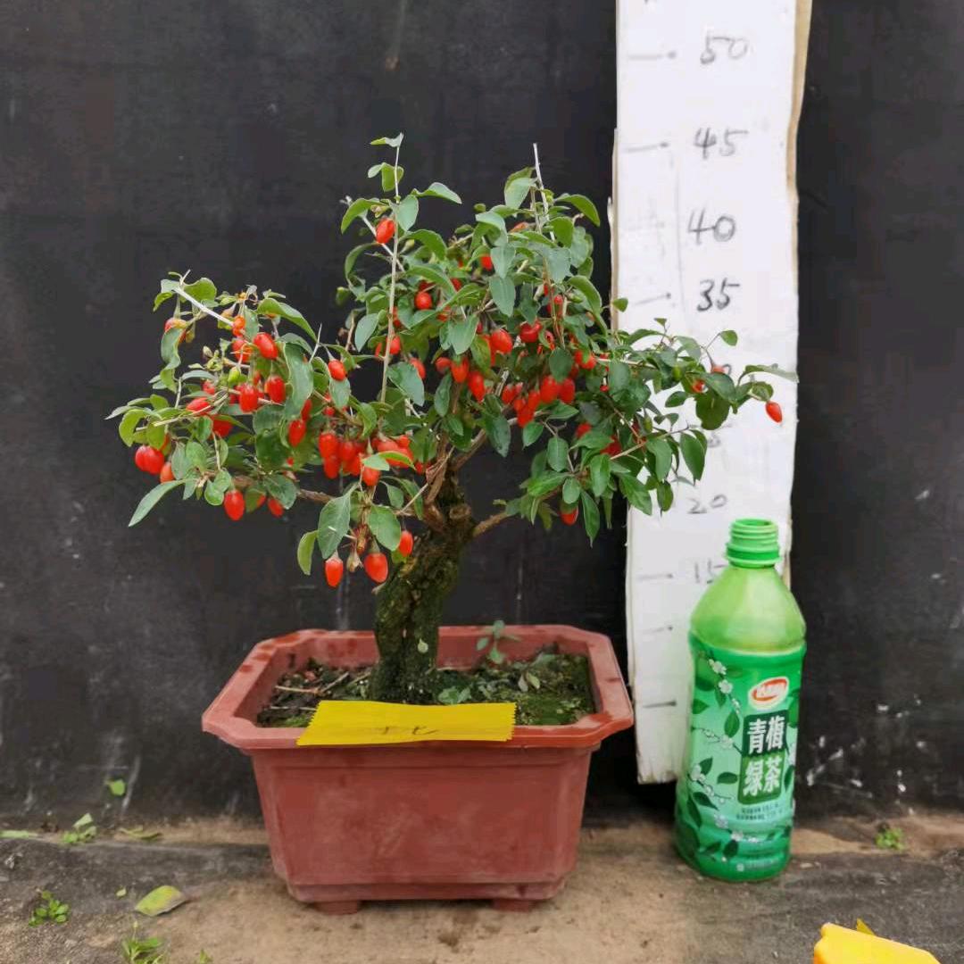小娟盆景园