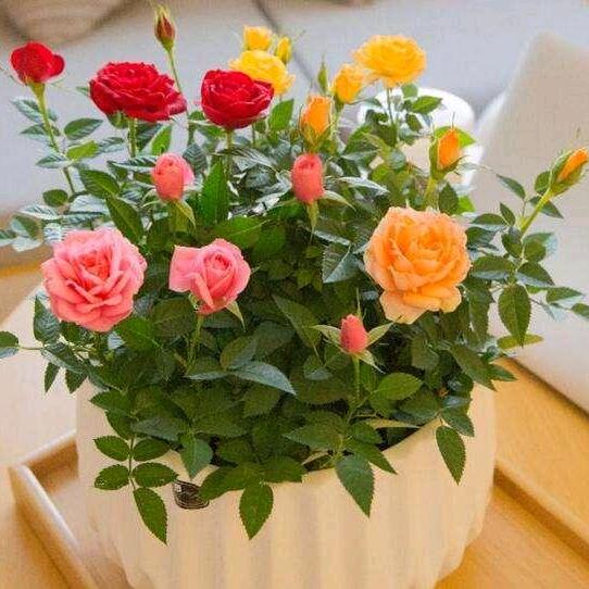 依婷