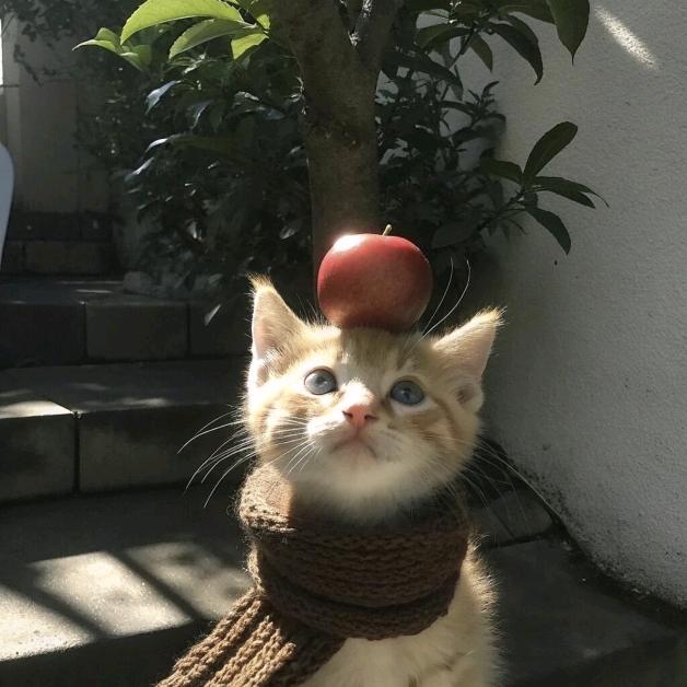 栗子酥🌰