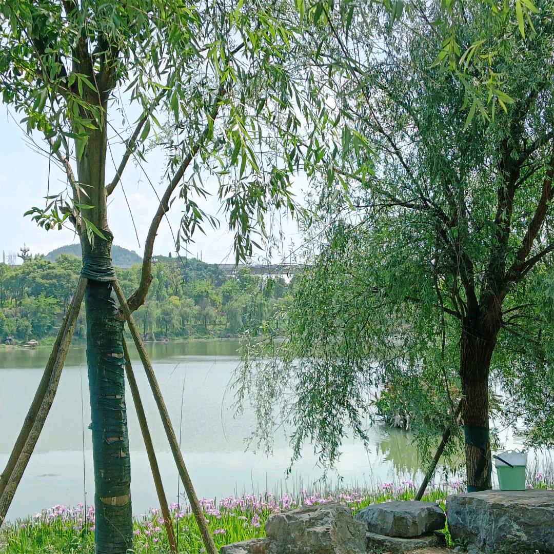 无心的相遇