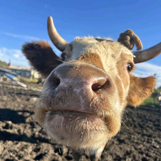 🐮牛啤-萱