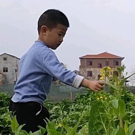 凡夫