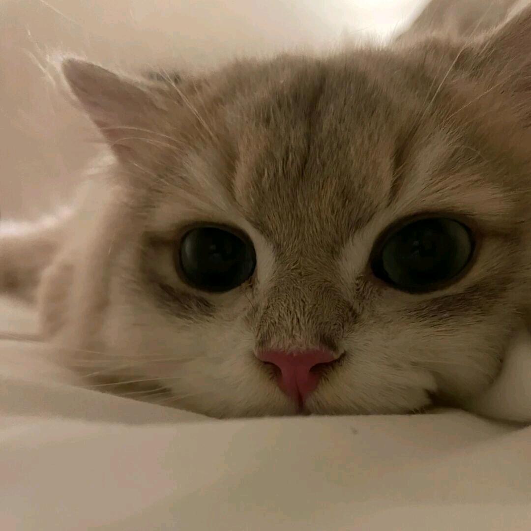 全世界失眠