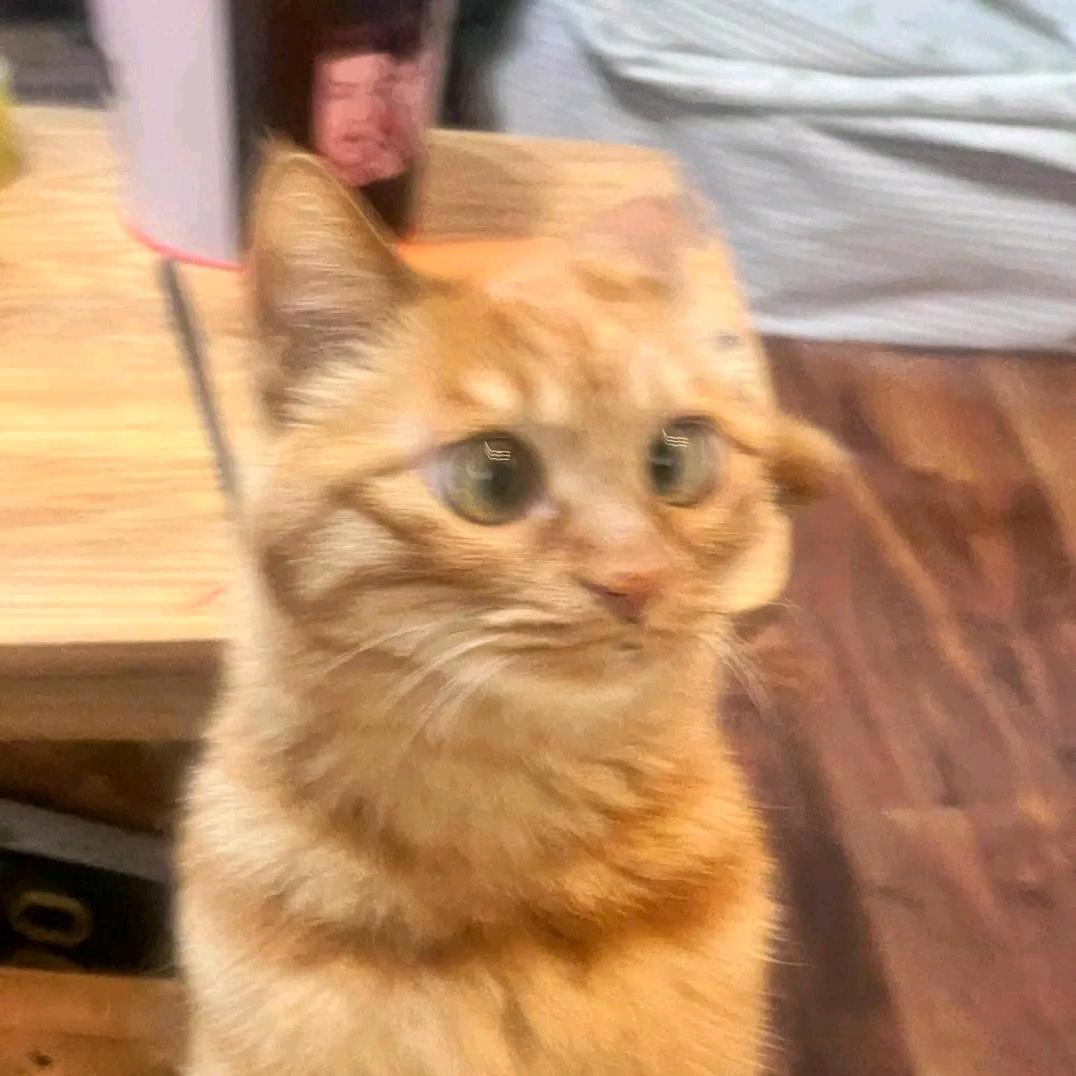 长矛沾屎戳谁谁死🔥