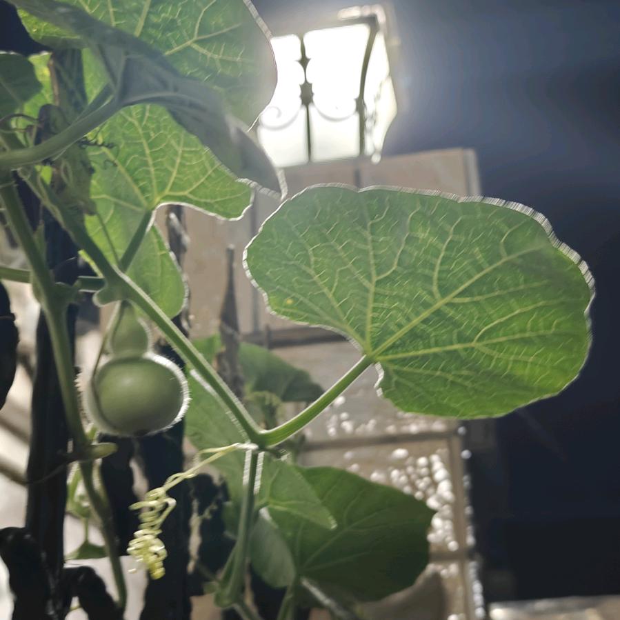 盛开下的小矫情