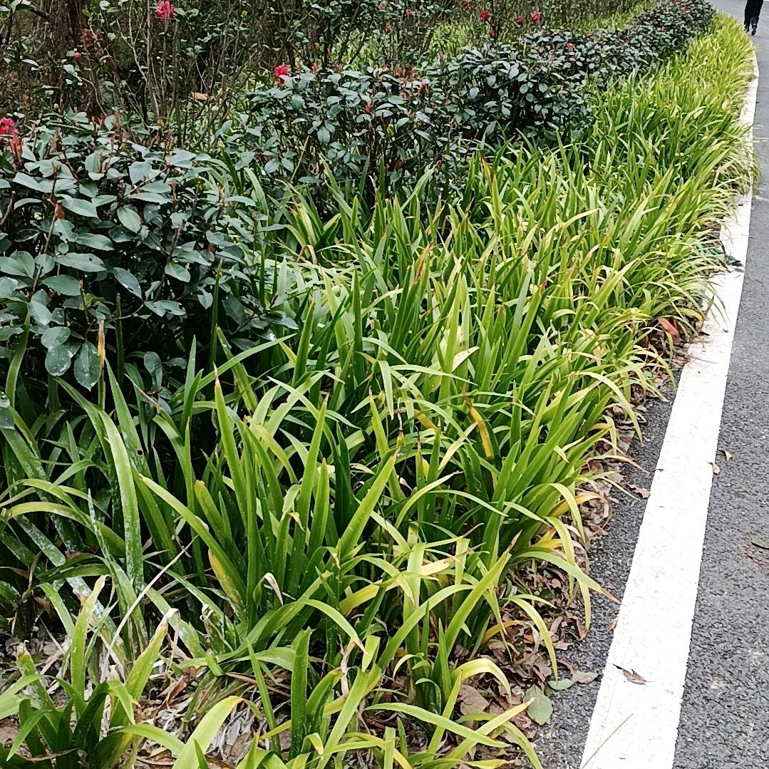小龙包
