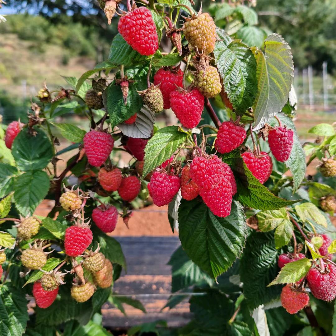 保山四季树莓园