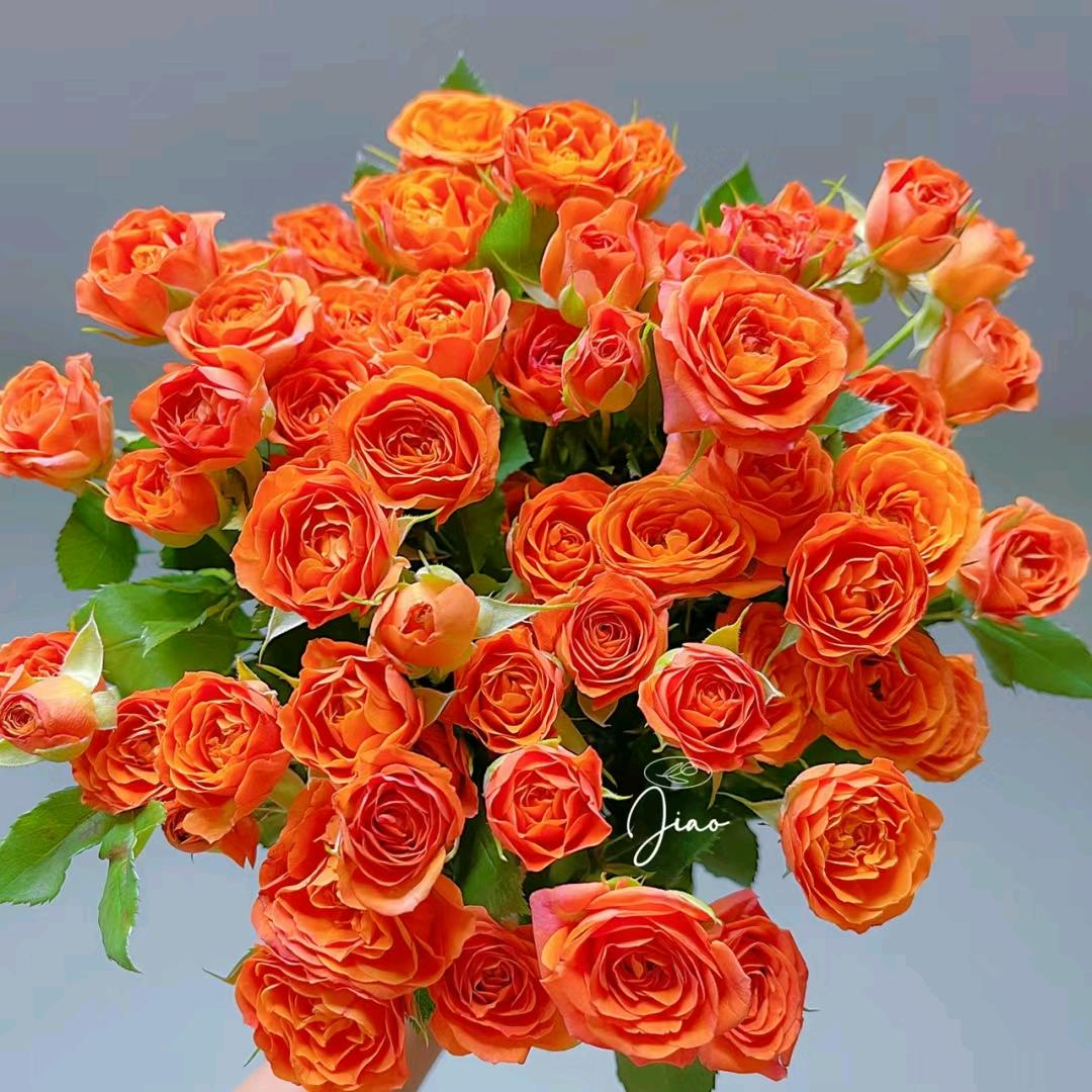 昆明斗南何菊鲜花