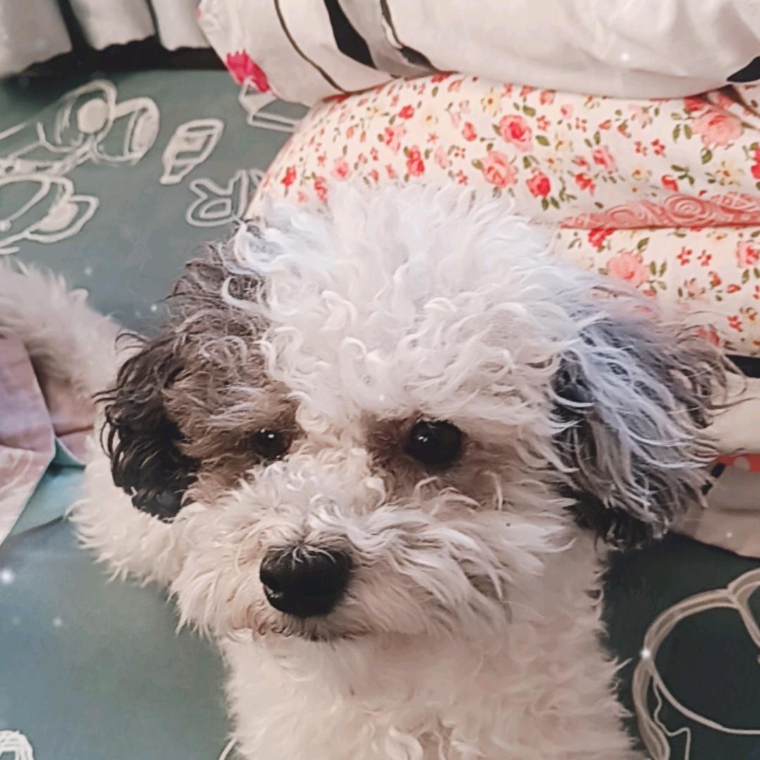 雄鹰