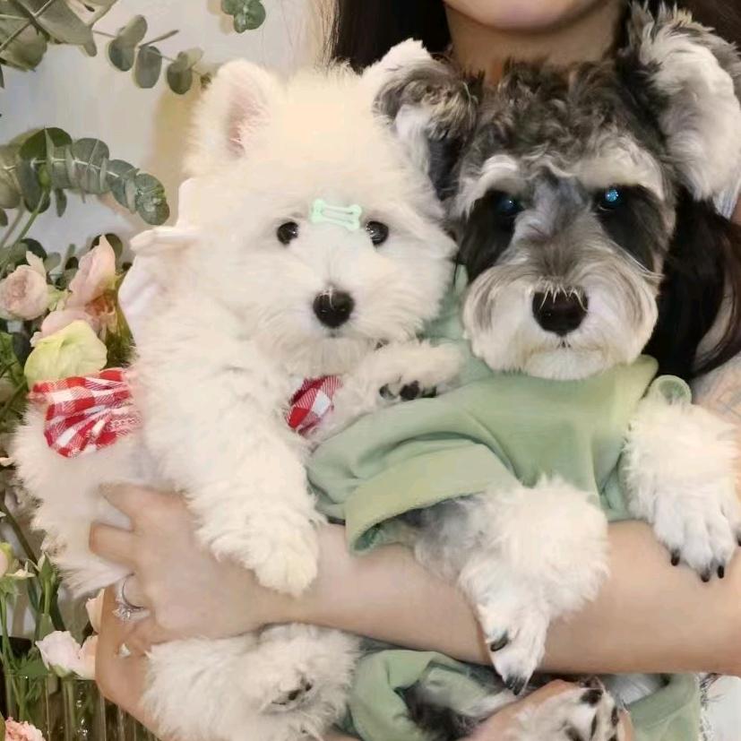 巴家壹宠物俱乐部